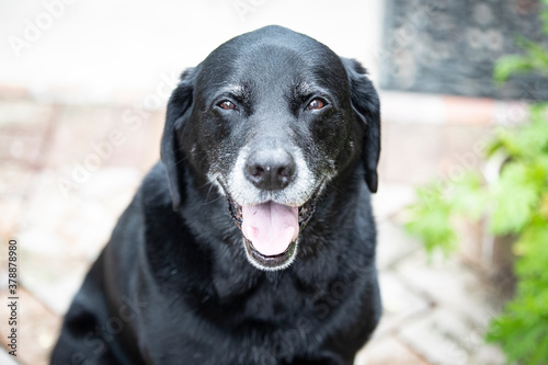 Wallpaper Mural black labrador retriever dog portrait smile Torontodigital.ca