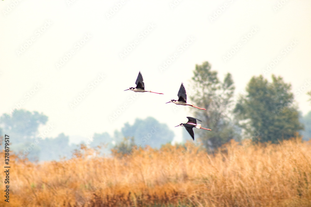 Fototapeta premium Wild birds in their natural habitat