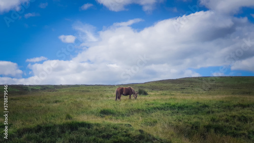 Horse in the field
