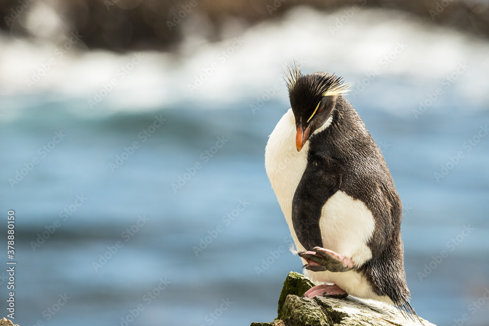 Naklejka premium Rockhopper penguin at the Falkland Islands
