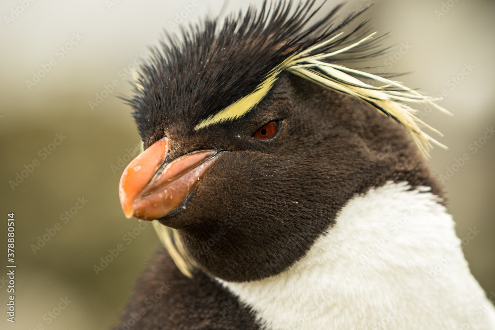 Naklejka premium Rockhopper penguin at the Falkland Islands