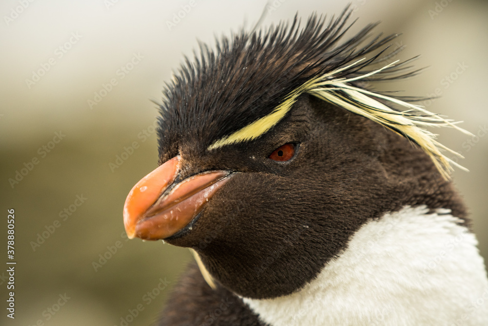 Naklejka premium Rockhopper penguin at the Falkland Islands