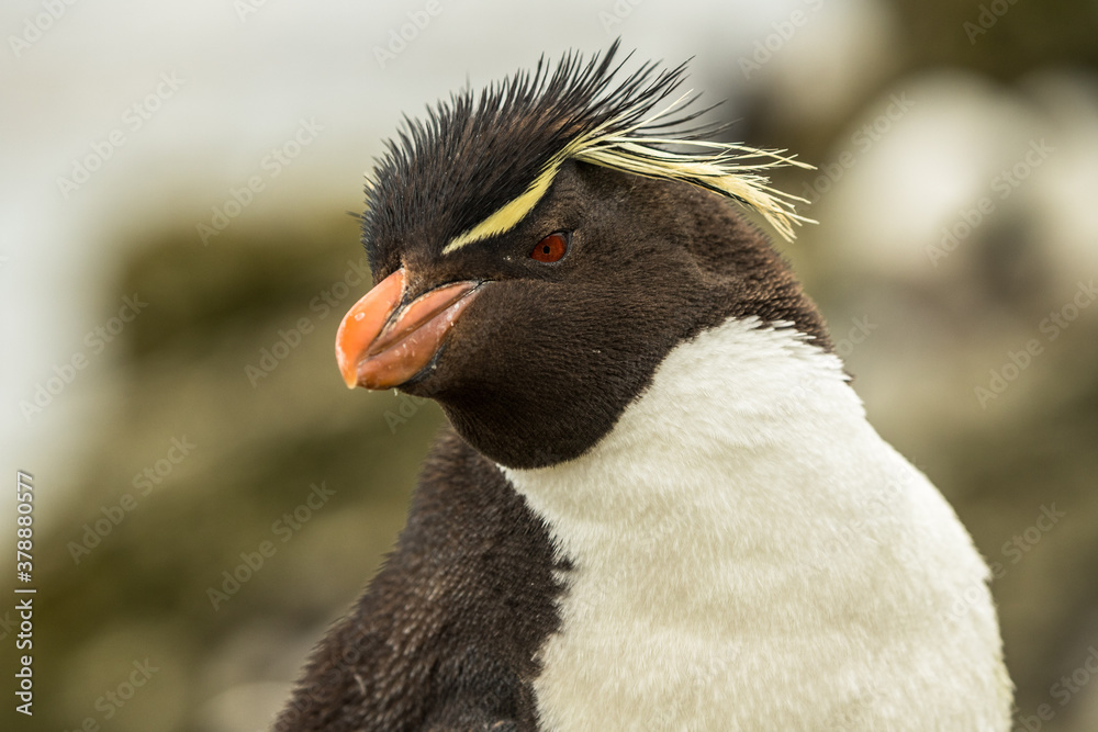 Naklejka premium Rockhopper penguin at the Falkland Islands