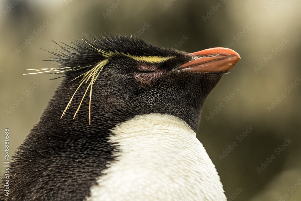 Naklejka premium Rockhopper penguin at the Falkland Islands