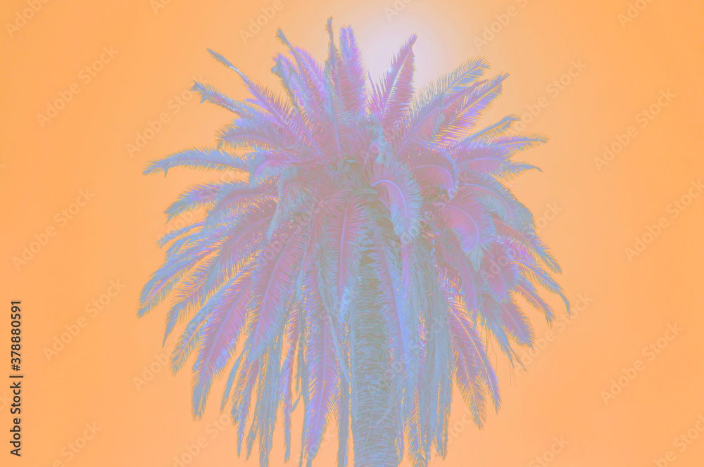 Palm tree close-up, picture in orange colors. Multicolored tree, abstraction, creative card, negative filter.