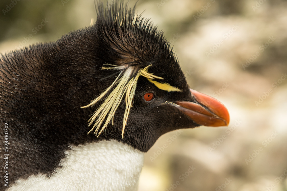 Naklejka premium Rockhopper penguin at the Falkland Islands