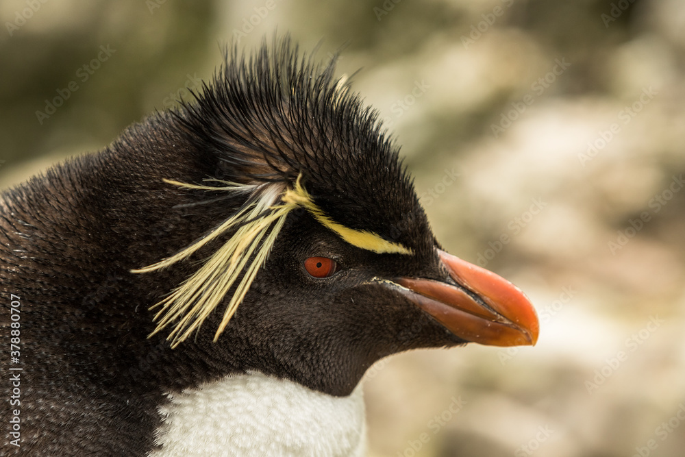 Naklejka premium Rockhopper penguin at the Falkland Islands
