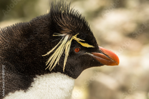 Rockhopper penguin at the Falkland Islands