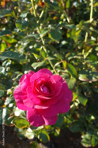 Pink Flower of Rose 'Manou Meilland' in Full Bloom
 photo