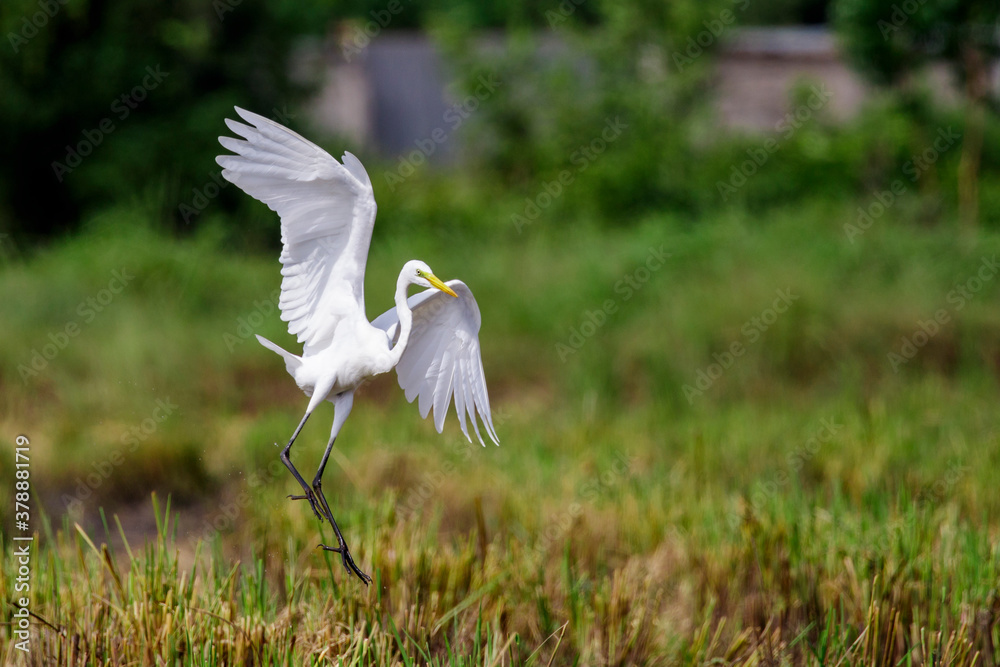 Image of Great Egret(Ardea alba) flying on the natural background. Heron, White Birds, Animal. Image of Great Egret(Ardea alba) flying on the natural background. Heron, White Birds, Animal.