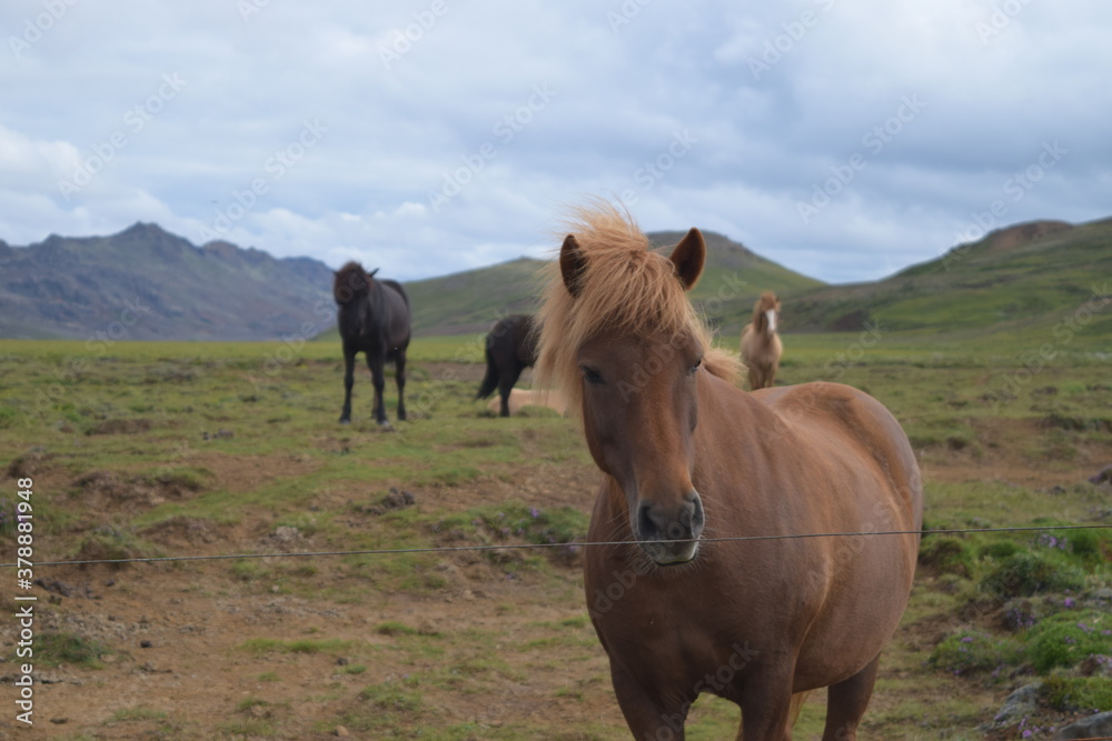 Horses on Icelandic Farm with Mountains in the background