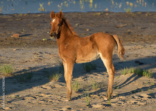 wild foal wild horse wild colt