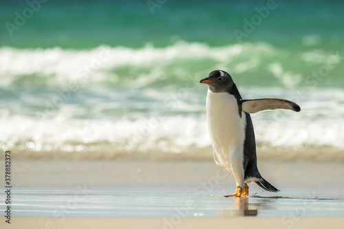 Gentoo penguins at the Falkland Islands