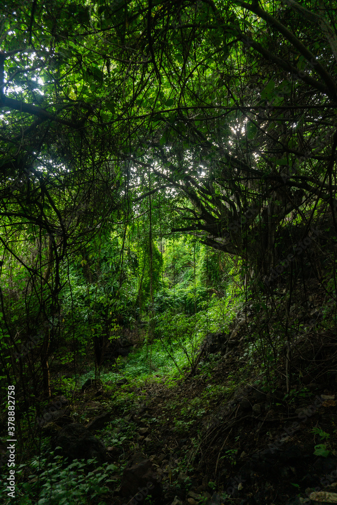 deep green forest with saturated colors