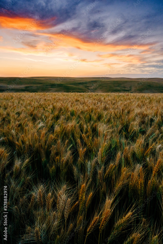 Beautiful sunset over a wheat field