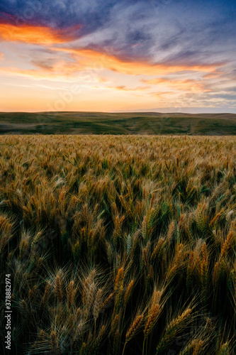 Beautiful sunset over a wheat field