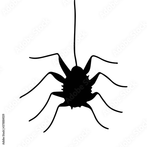 Spider descending on a string.  Halloween element.  Doodle style illustration.  Vector illustration.