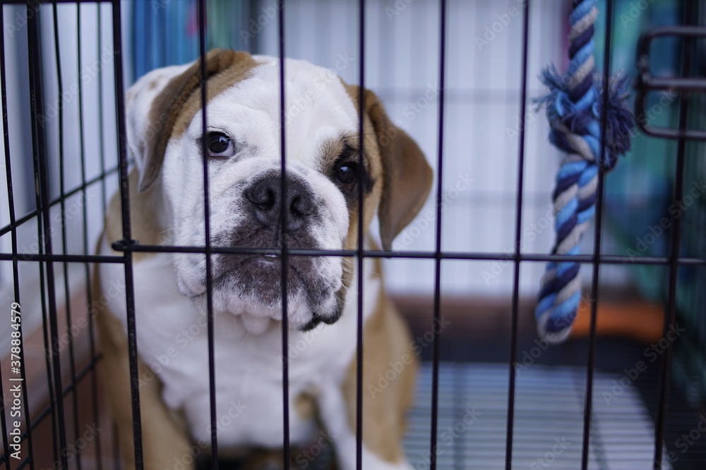 Cachorro de Bulldog ingles en su jaula 
