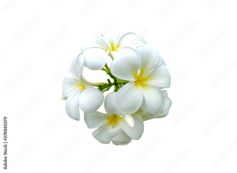 Fototapeta premium White and yellow frangipani flowers on white background with clipping path