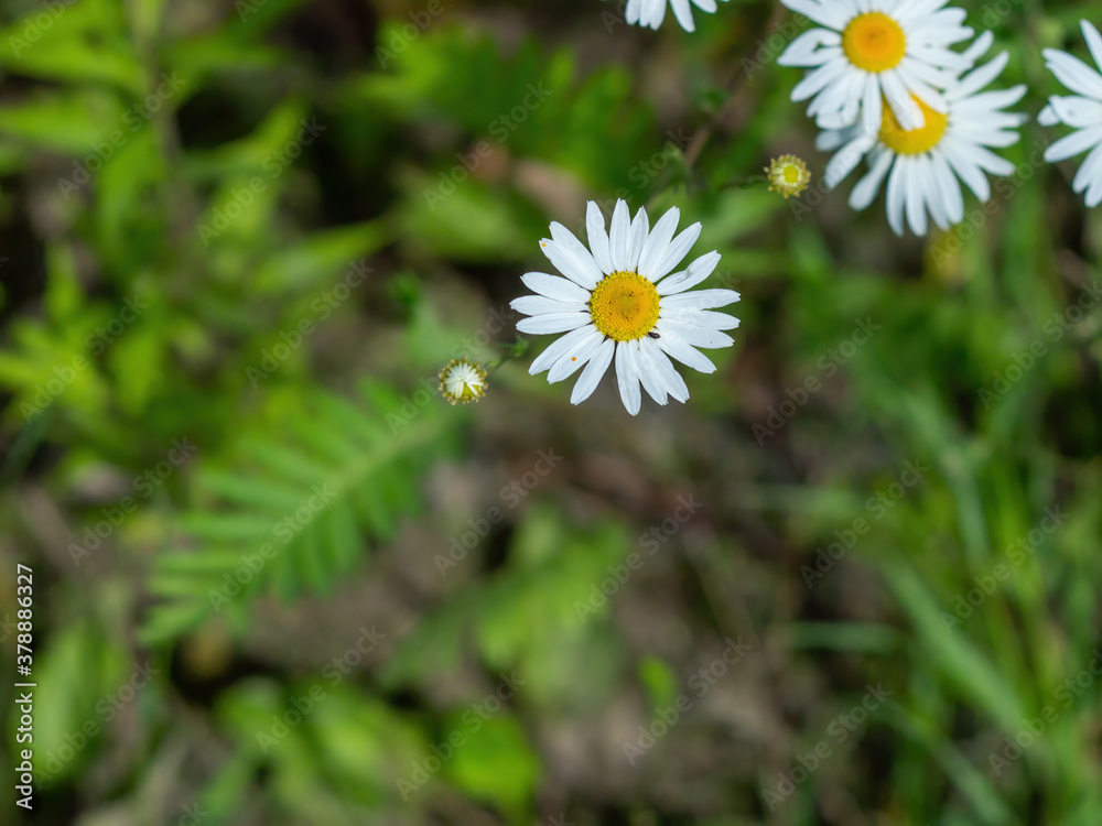 Daisy flowers front of the green leaves from top view Daisy flowers front of the green leaves from top view