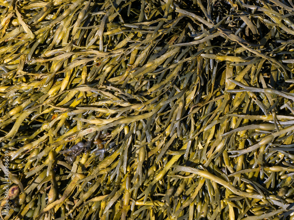 Brown algae, fucus Brown algae, fucus