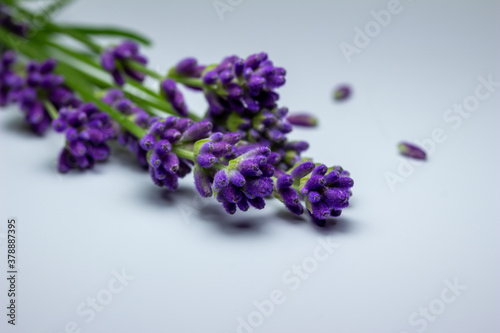 Macro abstract view of sprigs of delicate purple English lavender flower buds, on white background with copy space
