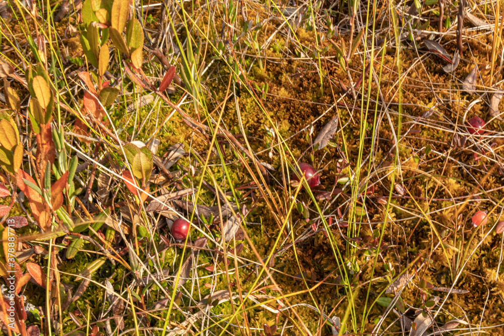 Harvest of natural healthy cranberries in the swamp in autumn Harvest of natural healthy cranberries in the swamp in autumn
