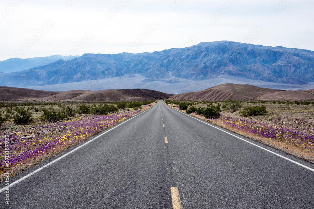 Fototapeta premium the road to the mountains in death valley national park with wildflowers lining the sides of the road