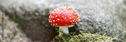 Fly agaric with white spots between the stones. Panoramic image