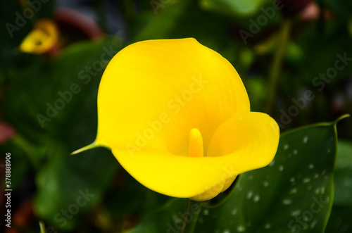 Calla Lily, Zantedeschia aethiopica © LIU YU SHAN
