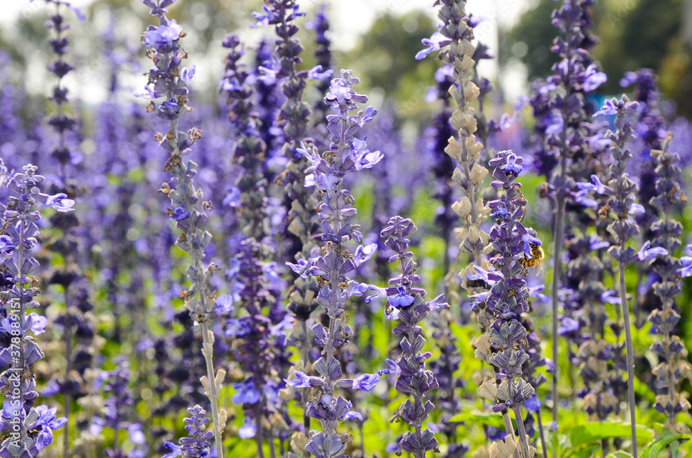 Obraz premium Salvia officinalis flower