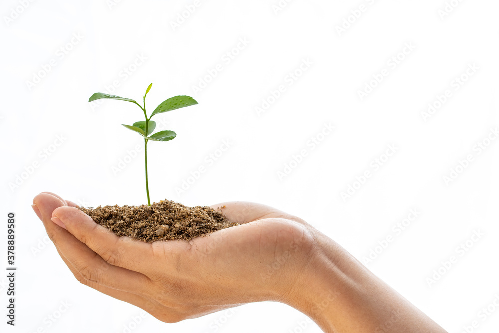 Take care of young plants as they grow Take care of young plants as they grow