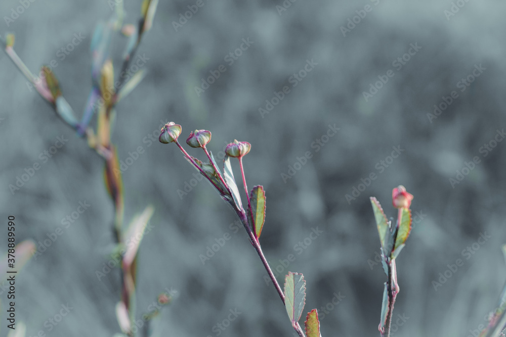 Small reddish flower buds in the morning. Visible in the garden with a gray background. Small reddish flower buds in the morning. Visible in the garden with a gray background.