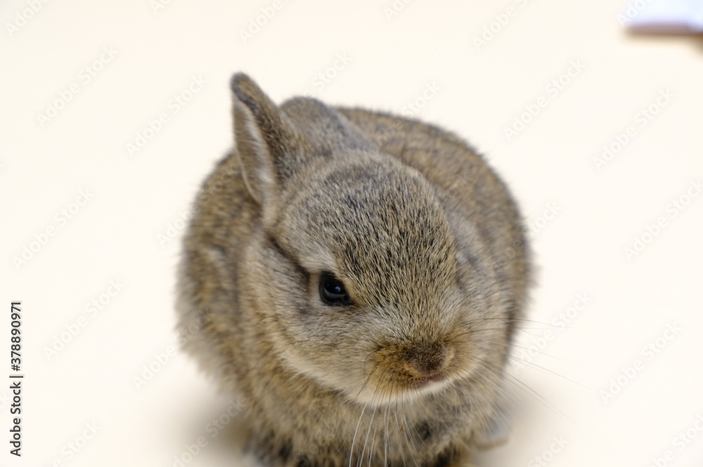 Bunny rabbit and carrot hands Bunny rabbit and carrot hands