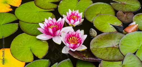 Three pink water lilies (Nymphaea hybridum) among green leaves in a pond 