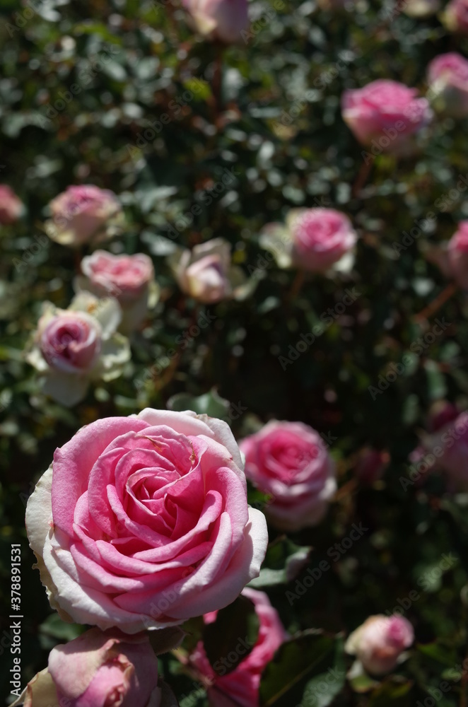Light Pink Flower of Rose 'Mimi Eden' in Full Bloom
Light Pink Flower of Rose 'Mimi Eden' in Full Bloom