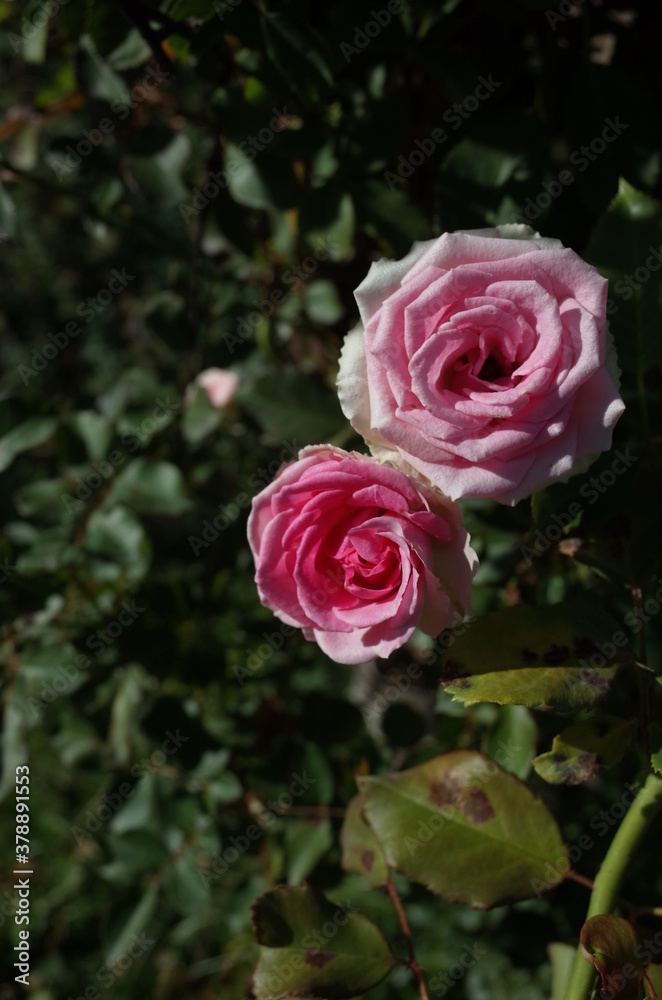 Light Pink Flower of Rose 'Mimi Eden' in Full Bloom
Light Pink Flower of Rose 'Mimi Eden' in Full Bloom