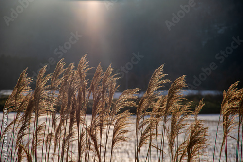 Fototapeta Naklejka Na Ścianę i Meble -  冬の草原で、山の向こうに涼む夕陽に照らされたススキ。