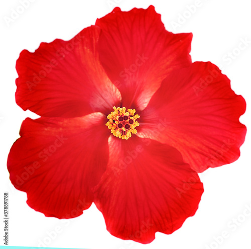bright large flower of red hibiscus isolated on white background © pisut