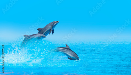 Group of dolphins jumping on the water at bright blue sky