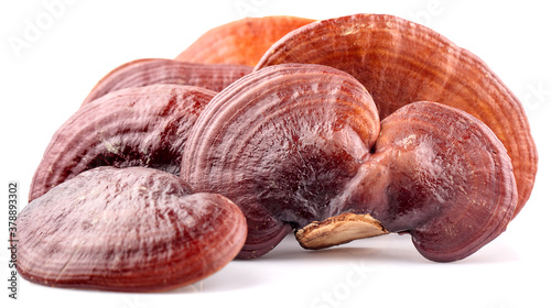 Ganoderma Lucidum Mushroom isolated on white background