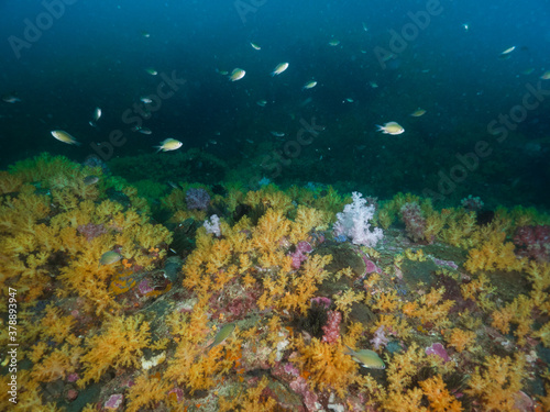 Yellow soft corals in Mergui archipelago, Myanmar