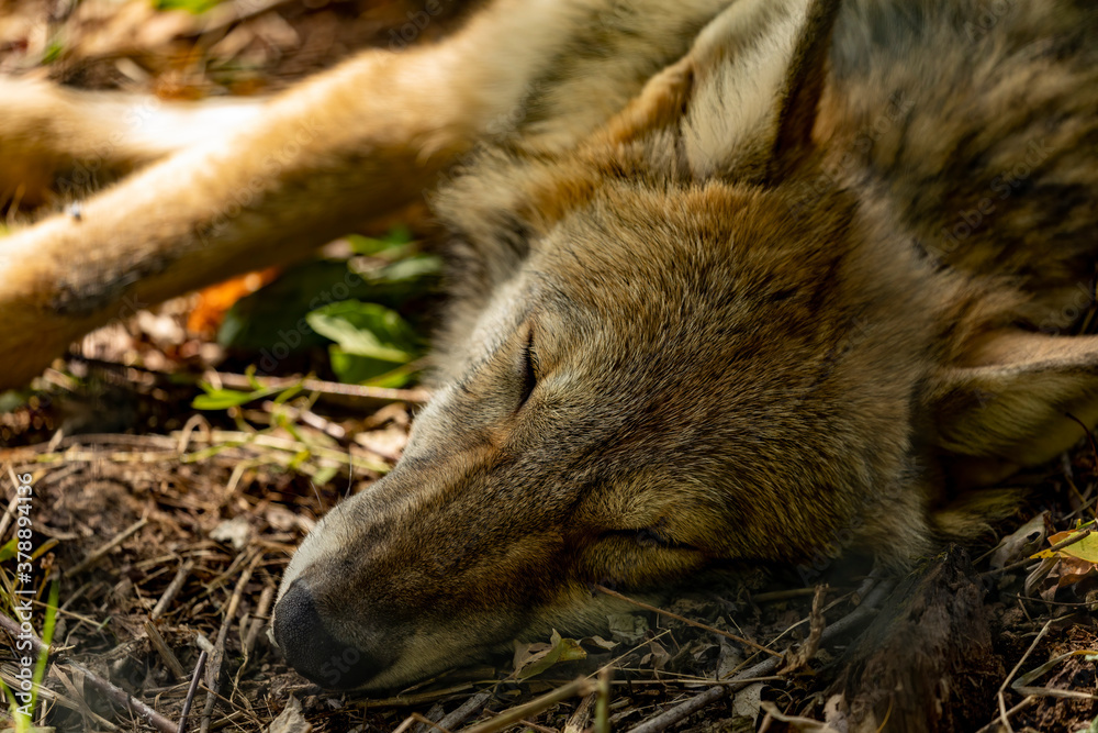Young Grey wolf falling asleep in the autumn sun Young Grey wolf falling asleep in the autumn sun