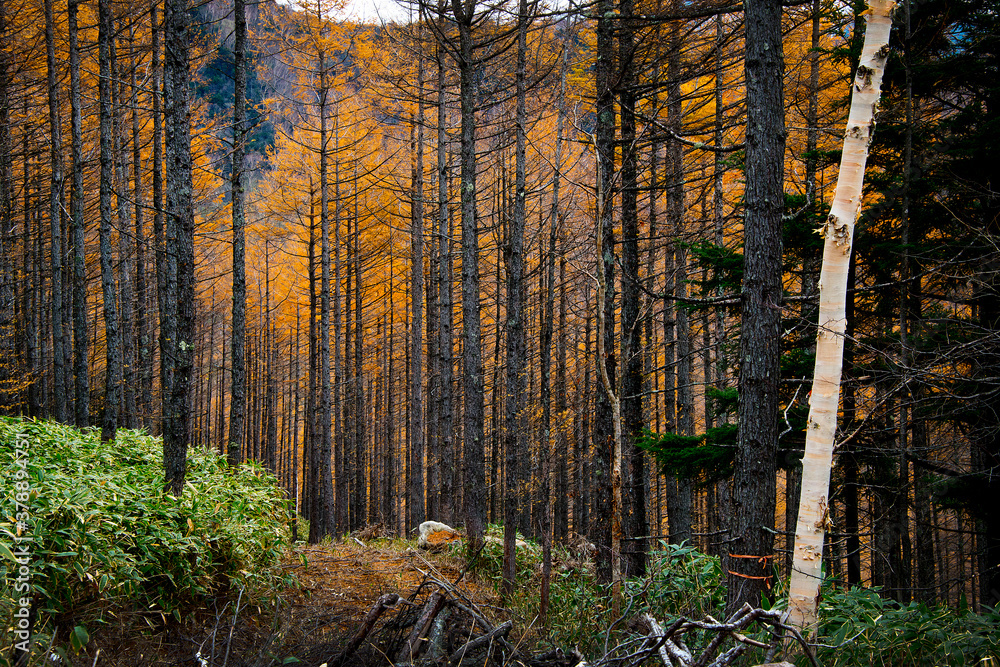Fototapeta premium 紅葉する森をハイキング