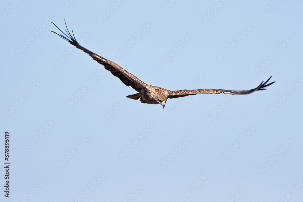 Tawny Eagle (Aquila rapax) in gliding flight, Maasai Mara, Kenya. Tawny Eagle (Aquila rapax) in gliding flight, Maasai Mara, Kenya.