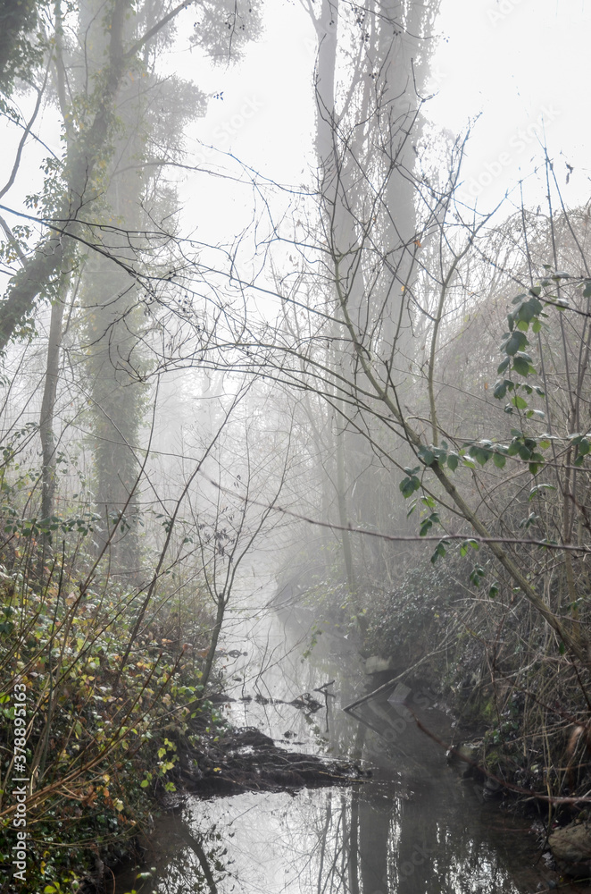 Obraz premium river in the forest