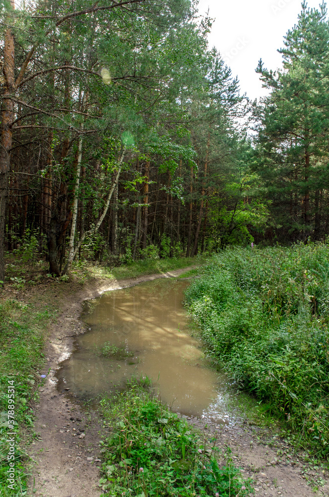 path in the forest path in the forest