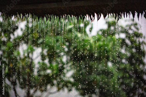 SONY DSC rain, landscape,rainy,plant,baliisland,bokeh,
rainy season,water,nature,green,focus,poetic,photogenic,
雨,雨の風景,風景,ウブド,バリ,スコール,雨季,植物,カントリースタイル, photo