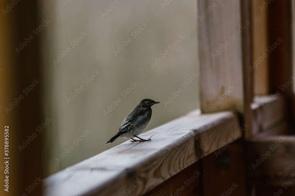 Mały ptaszek siedzący na krawędzi drewnianej balustrady - obrazy, fototapety, plakaty 
