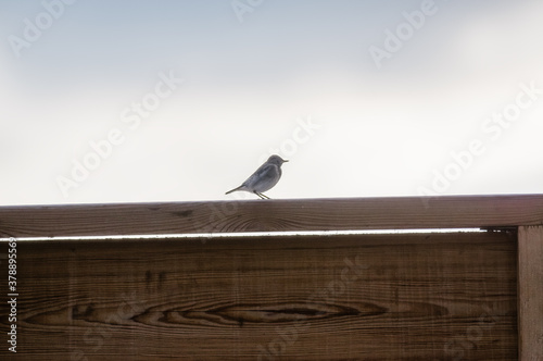 Mały ptaszek siedzący na krawędzi drewnianej balustrady
